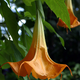Image for article titled 10 of the World's Deadliest Plants — And How They Kill You